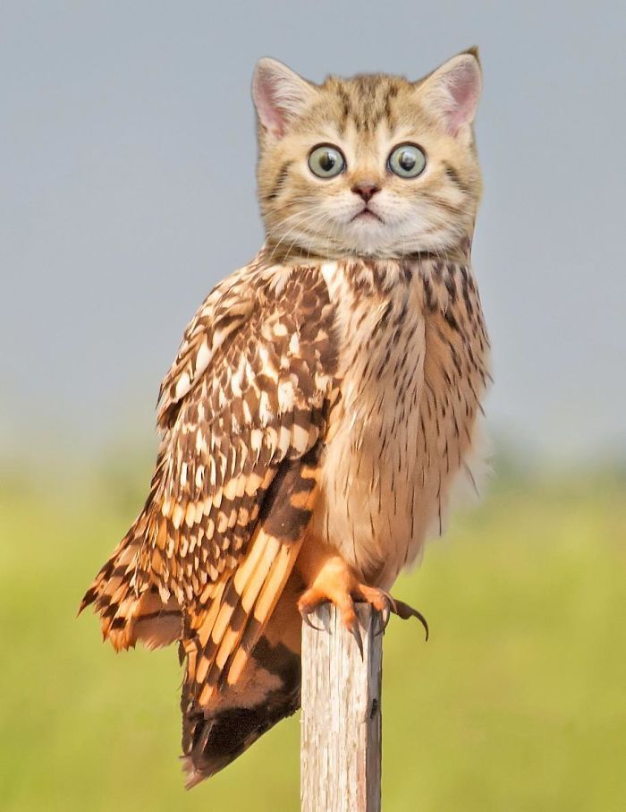 The Internet Has Transformed Felines And Birds Into Hybrid Animals The Internet Has Transformed Felines And Birds Into Hybrid Animals