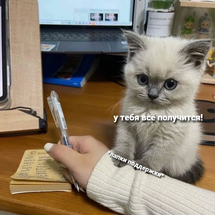 люблю котиков и тебя. Пост со стены. люблю котиков и тебя. Пост со стены.