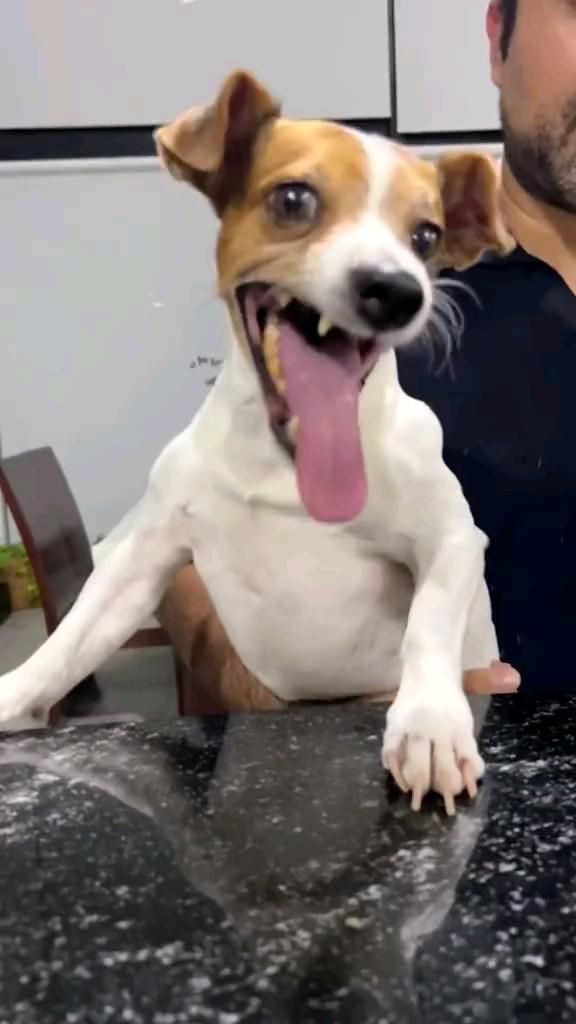 laughing dog😂 laughing dog😂