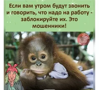 Если вам утром будут звонить и говорить, что надо на работу – заблокируйте их. Это мошенники! – АйДаПрикол Если вам утром будут звонить и говорить, что надо на работу – заблокируйте их. Это мошенники! – АйДаПрикол