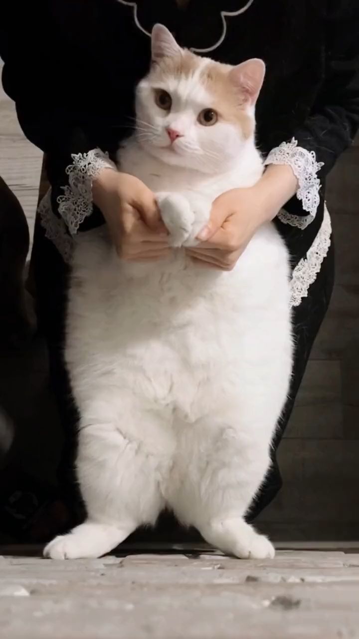 Fat Cat Dancer Fat Cat Dancer
