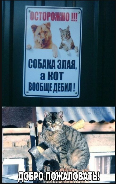 Котики)) неделя приколов Котики)) неделя приколов