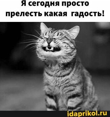 Я сегодня просто прелесть какая гадость! – АйДаПрикол Я сегодня просто прелесть какая гадость! – АйДаПрикол