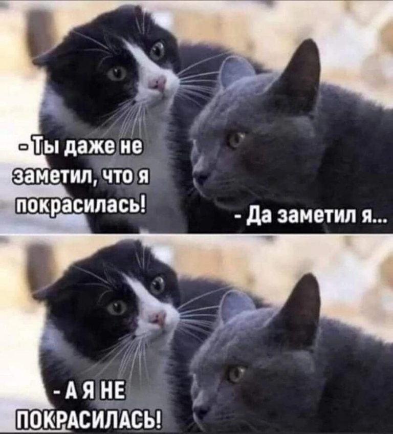 Уши лапы и хвосты — Фото | OK.RU Уши лапы и хвосты — Фото | OK.RU