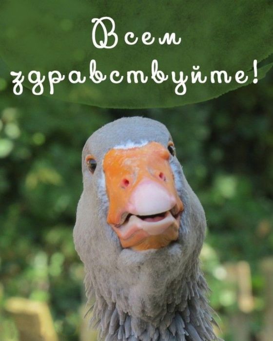 Смешные картинки с добрым утром бесплатно скачать Смешные картинки с добрым утром бесплатно скачать