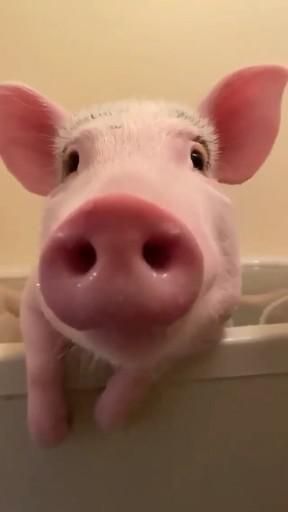 I really like chewing gum in my bath 🐷 I really like chewing gum in my bath 🐷