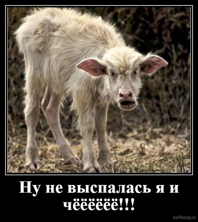 Демотиваторы (35 картинок) Демотиваторы (35 картинок)
