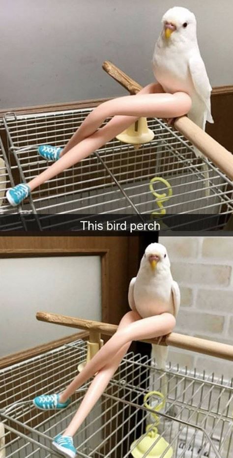 So funny! Hilarious! So funny! Hilarious!