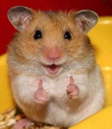 36 Absolutely Adorable And Funny Animals – The Funny Beaver 36 Absolutely Adorable And Funny Animals – The Funny Beaver