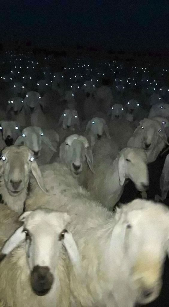 People Are Posting Pics Of Animals With Threatening Auras, And Here Are 45 Of The Best Ones People Are Posting Pics Of Animals With Threatening Auras, And Here Are 45 Of The Best Ones