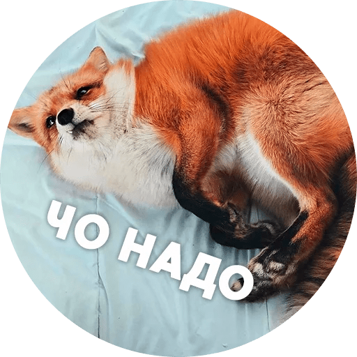 Набор стикеров для Telegram «Мемные лисухи» Набор стикеров для Telegram «Мемные лисухи»