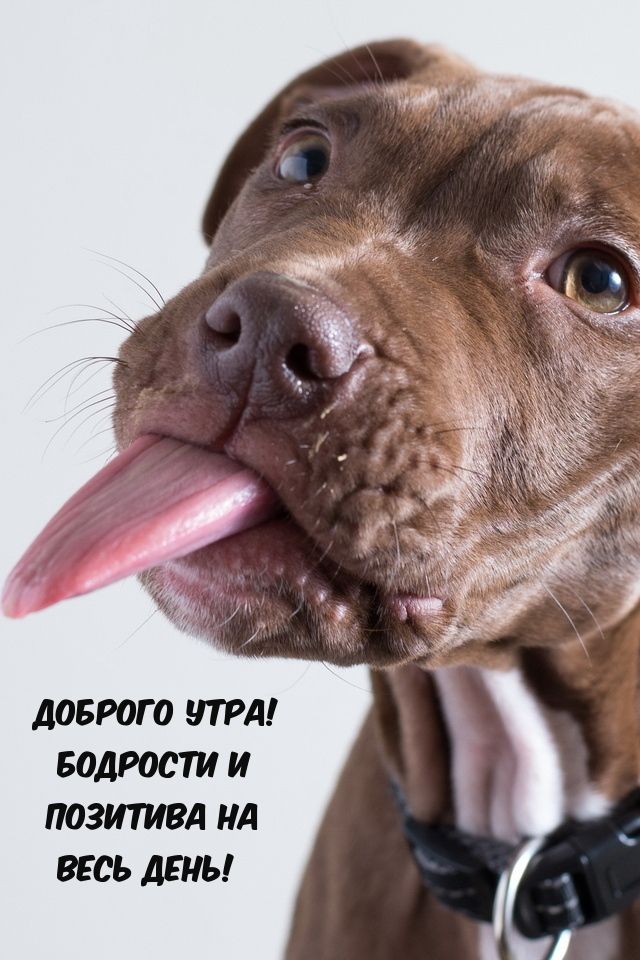 Позитива на весь день – лучшие картинки пожеланий (35 фото) Позитива на весь день – лучшие картинки пожеланий (35 фото)