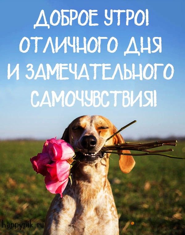 Позитивные картинки Доброе утро 😄 👇 – скачать Позитивные картинки Доброе утро 😄 👇 – скачать