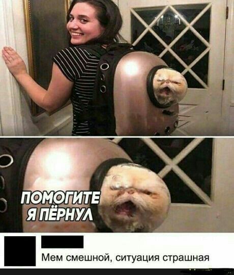 Бедный кот Бедный кот