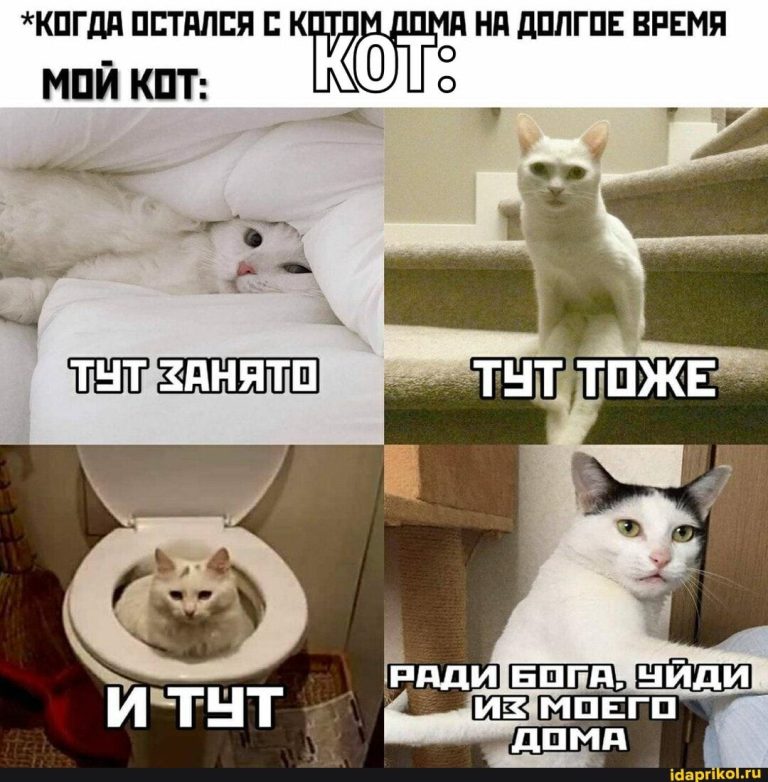 *КОГДА ОСТАЛСЯ С НА ДОЛГОЕ ВРЕМЯ МОЙ КОТ: ТУТ ЗАНЯТО ТУТ ТОЖЕ РАДИ БОГА, ЧИДИ ДОМА – АйДаПрикол *КОГДА ОСТАЛСЯ С НА ДОЛГОЕ ВРЕМЯ МОЙ КОТ: ТУТ ЗАНЯТО ТУТ ТОЖЕ РАДИ БОГА, ЧИДИ ДОМА – АйДаПрикол