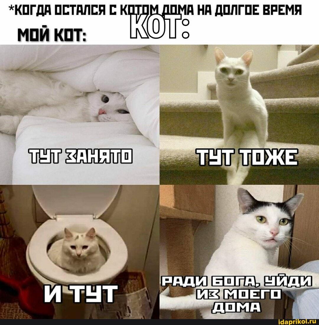 *КОГДА ОСТАЛСЯ С НА ДОЛГОЕ ВРЕМЯ МОЙ КОТ: ТУТ ЗАНЯТО ТУТ ТОЖЕ РАДИ БОГА, ЧИДИ ДОМА – АйДаПрикол *КОГДА ОСТАЛСЯ С НА ДОЛГОЕ ВРЕМЯ МОЙ КОТ: ТУТ ЗАНЯТО ТУТ ТОЖЕ РАДИ БОГА, ЧИДИ ДОМА – АйДаПрикол