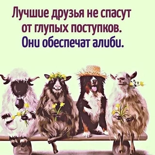 Лучшие друзья не спасут от глупых поступков. Они обеспечат алиби. – АйДаПрикол