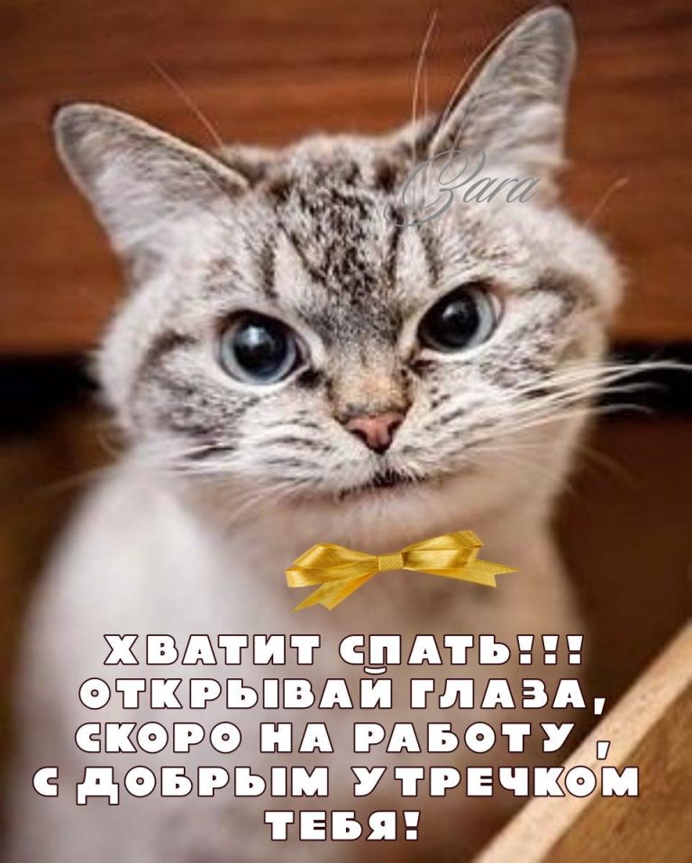 Сердитый котик! Сердитый котик!