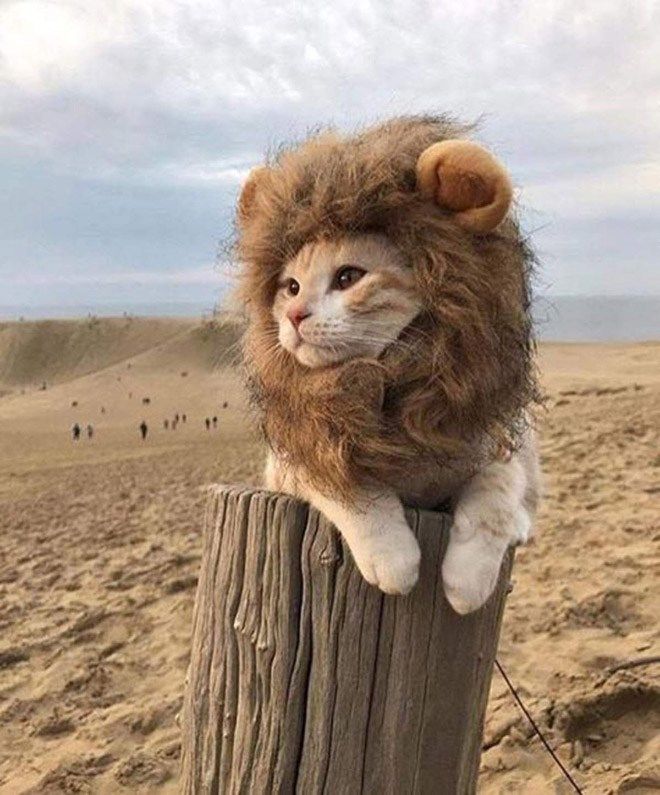 Cats (and Other Animals) With Glorious Mustaches Cats (and Other Animals) With Glorious Mustaches
