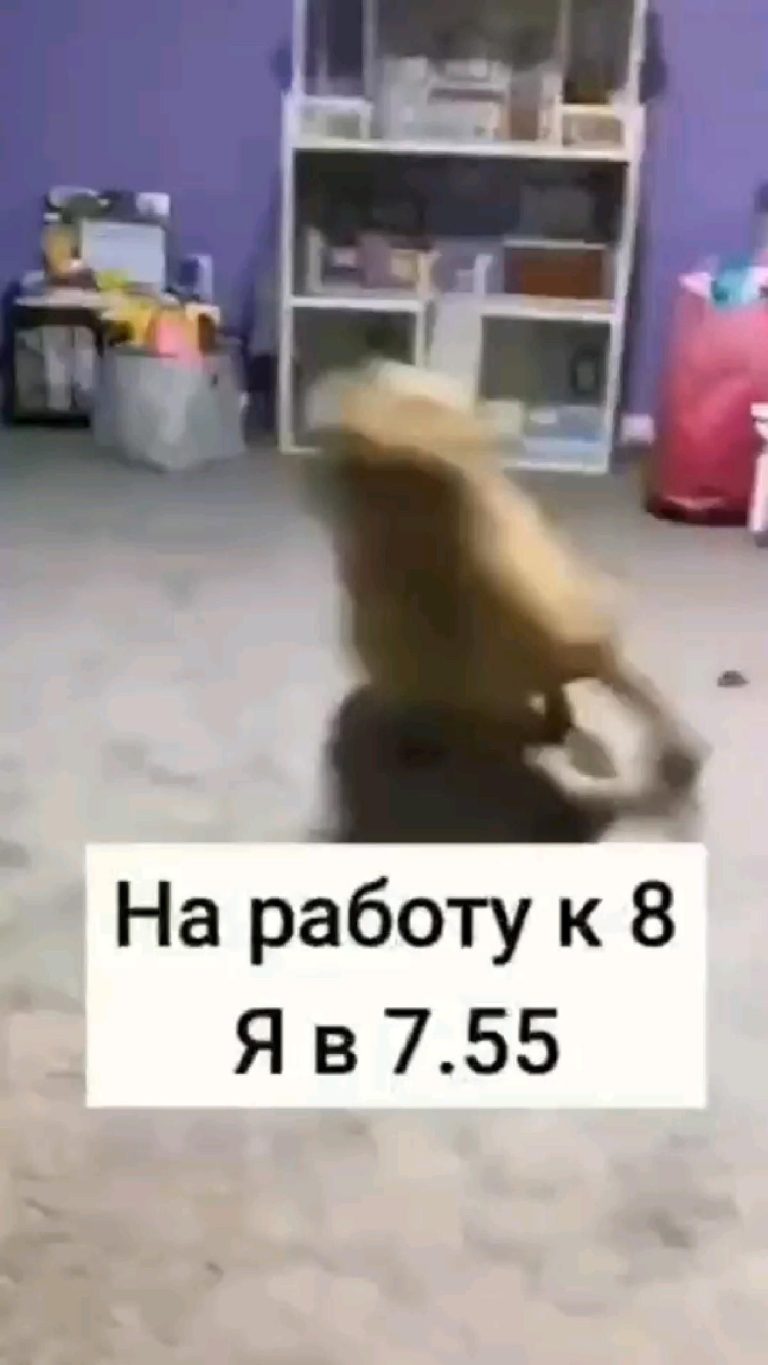 рил😂