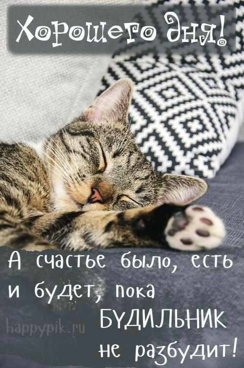 Уши лапы и хвосты — Фото | OK.RU Уши лапы и хвосты — Фото | OK.RU