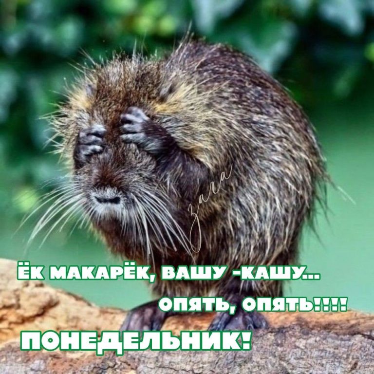 Понедельник! Понедельник!