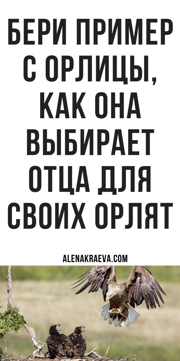 Как орлица выбирает отца для орлят | alenakraeva.com