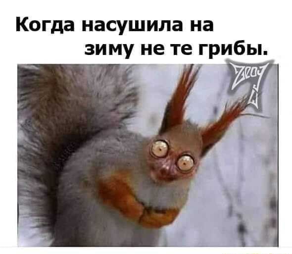 Когда насушила на зиму не те грибы. – АйДаПрикол Когда насушила на зиму не те грибы. – АйДаПрикол