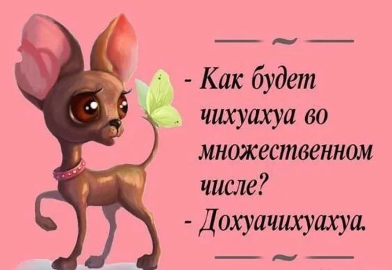 Собачка чихуахуа Собачка чихуахуа