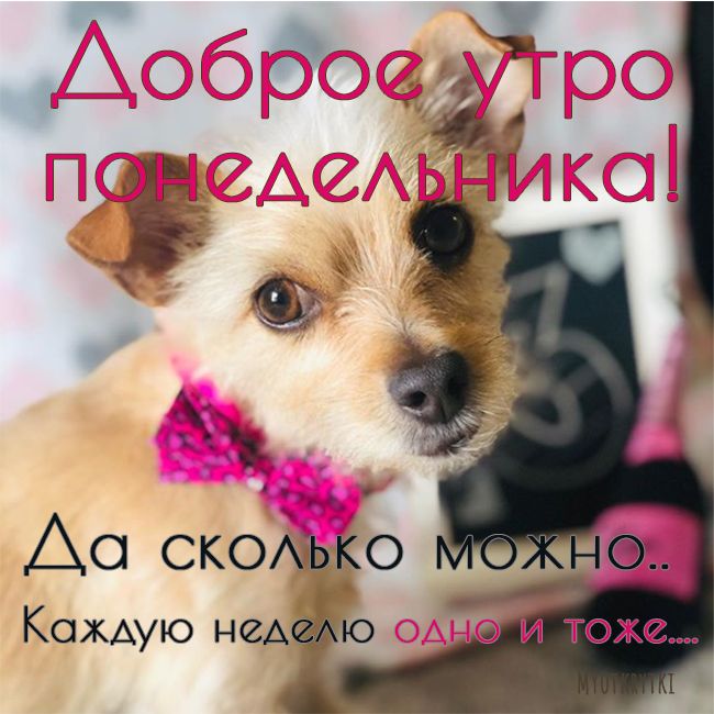 Доброе утро понедельника прикольные Доброе утро понедельника прикольные