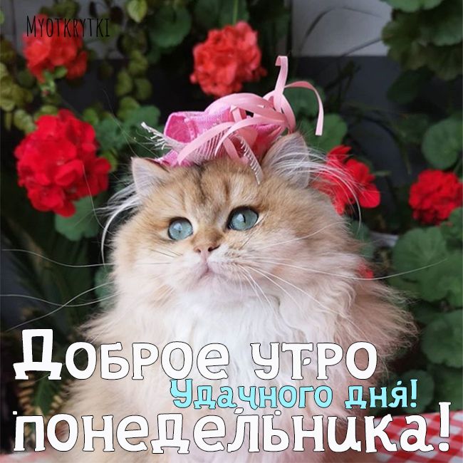 С добрым утром понедельника картинки прикольные и смешные С добрым утром понедельника картинки прикольные и смешные
