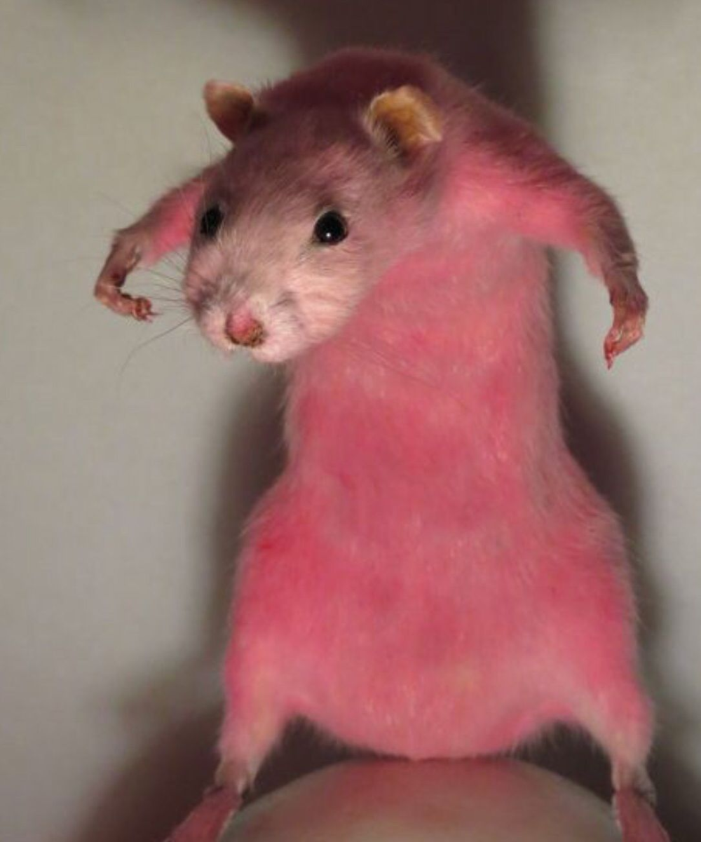 SQUARE UP (rat picture) SQUARE UP (rat picture)