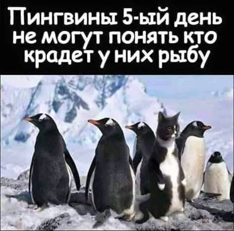 Забавные картинки Забавные картинки
