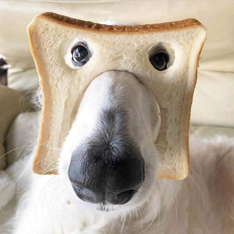 Gewoon een verzameling hilarische foto’s #1255 Gewoon een verzameling hilarische foto’s #1255