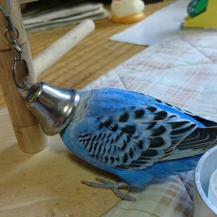 22 Fotografías de animales que no pudieron ser tomadas en un mejor momento 22 Fotografías de animales que no pudieron ser tomadas en un mejor momento