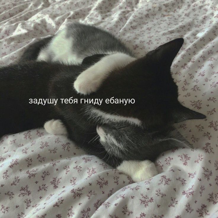 Подпишись пожалуйста🥺👉🏻👈🏻 Подпишись пожалуйста🥺👉🏻👈🏻