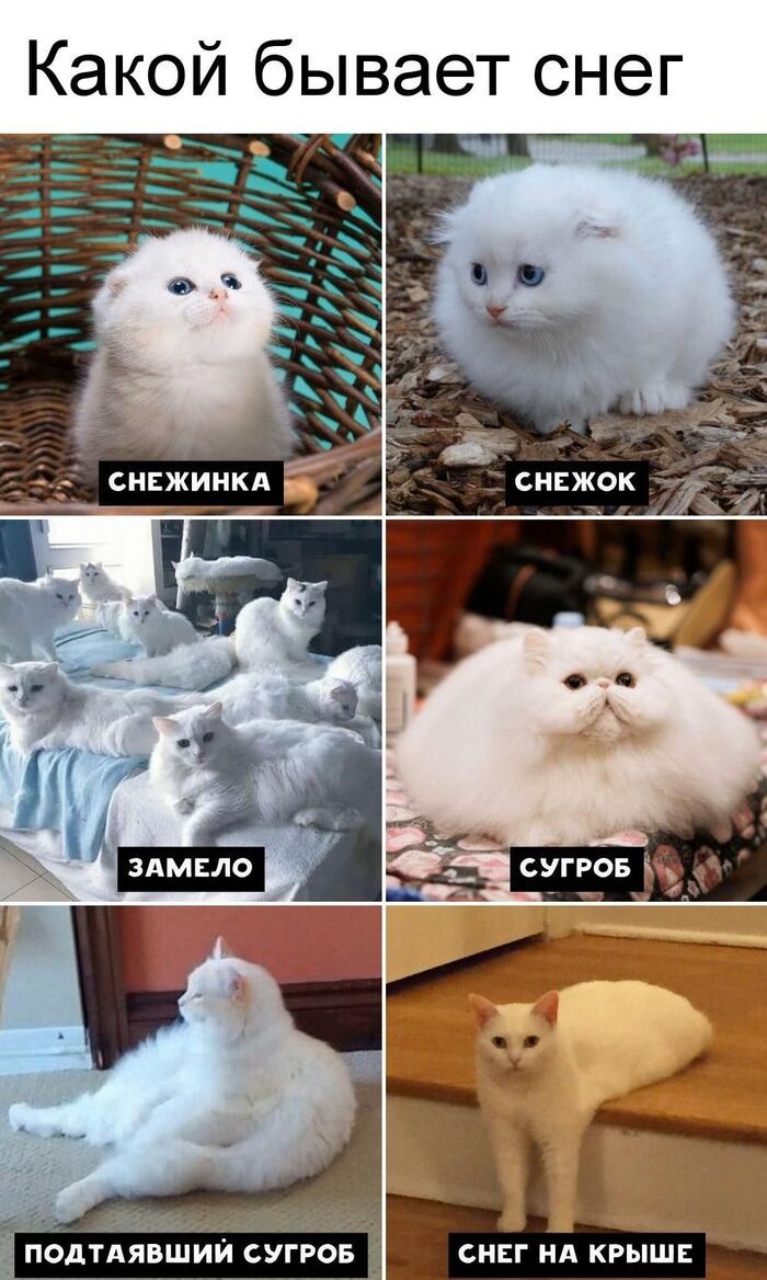 Снег в июле Снег в июле