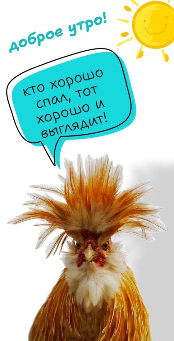 Доброе утро (открытка 1235) Доброе утро (открытка 1235)