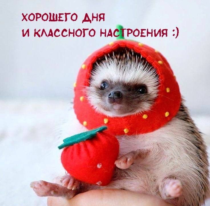 Хорошего дня (открытка 1601): Бесплатные картинки • Открытки Топ Хорошего дня (открытка 1601): Бесплатные картинки • Открытки Топ