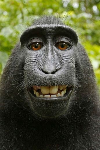 Should Animals Have The Same Rights As People? Should Animals Have The Same Rights As People?