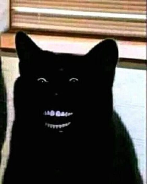 240 Best Cat Memes and Images For Funny Captions 240 Best Cat Memes and Images For Funny Captions