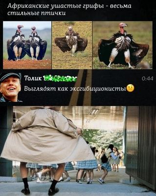 Африканские ушастые грифы – весьма стильные птички Толик Выглядят как эксгибиционисты – АйДаПрикол Африканские ушастые грифы – весьма стильные птички Толик Выглядят как эксгибиционисты – АйДаПрикол