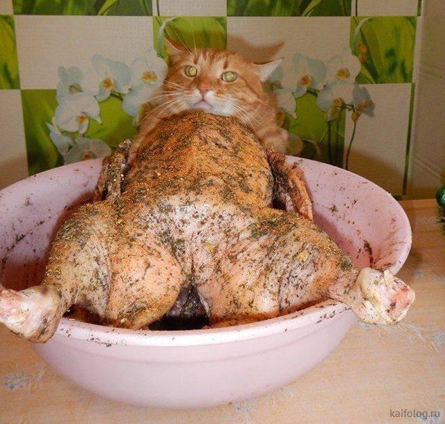 Прикольные кошечки (35 фото) Прикольные кошечки (35 фото)