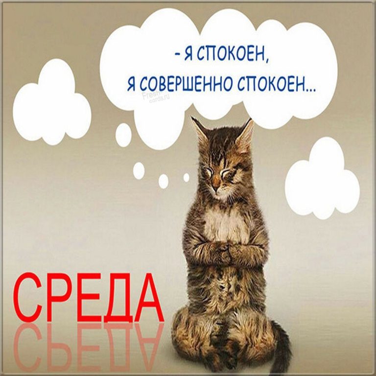 Прикольная картинка про среду и кота Прикольная картинка про среду и кота