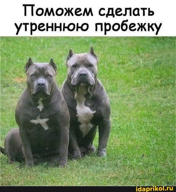 Всем,желающим заняться спортом,сдаю на прокат двух тренеров!!! СОВЕРШЕННО БЕСПЛАТНО 🤣🤣🤣 – Поможем сделать утреннюю пробежку – АйДаПрикол