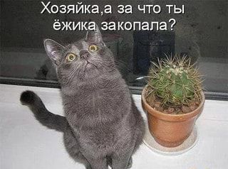 юмор очень смешно 490 юмор очень смешно 490