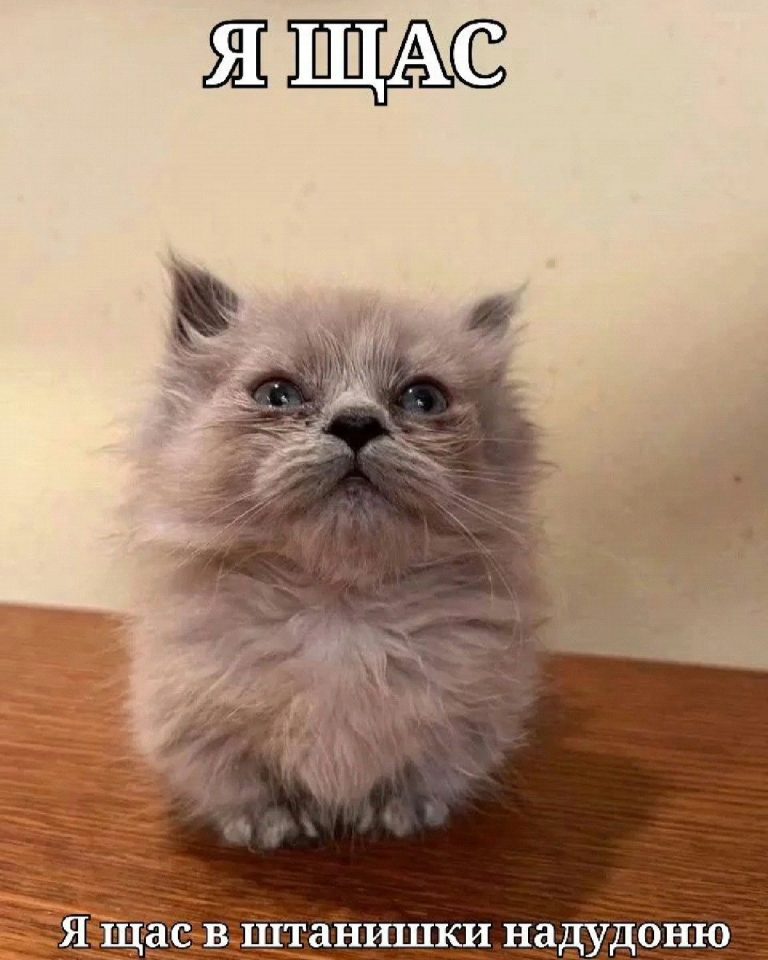 мем с котиком мем с котиком