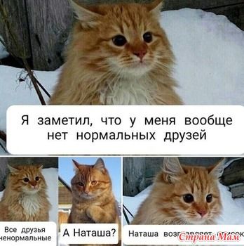 Котоюмор – 15 Котоюмор – 15