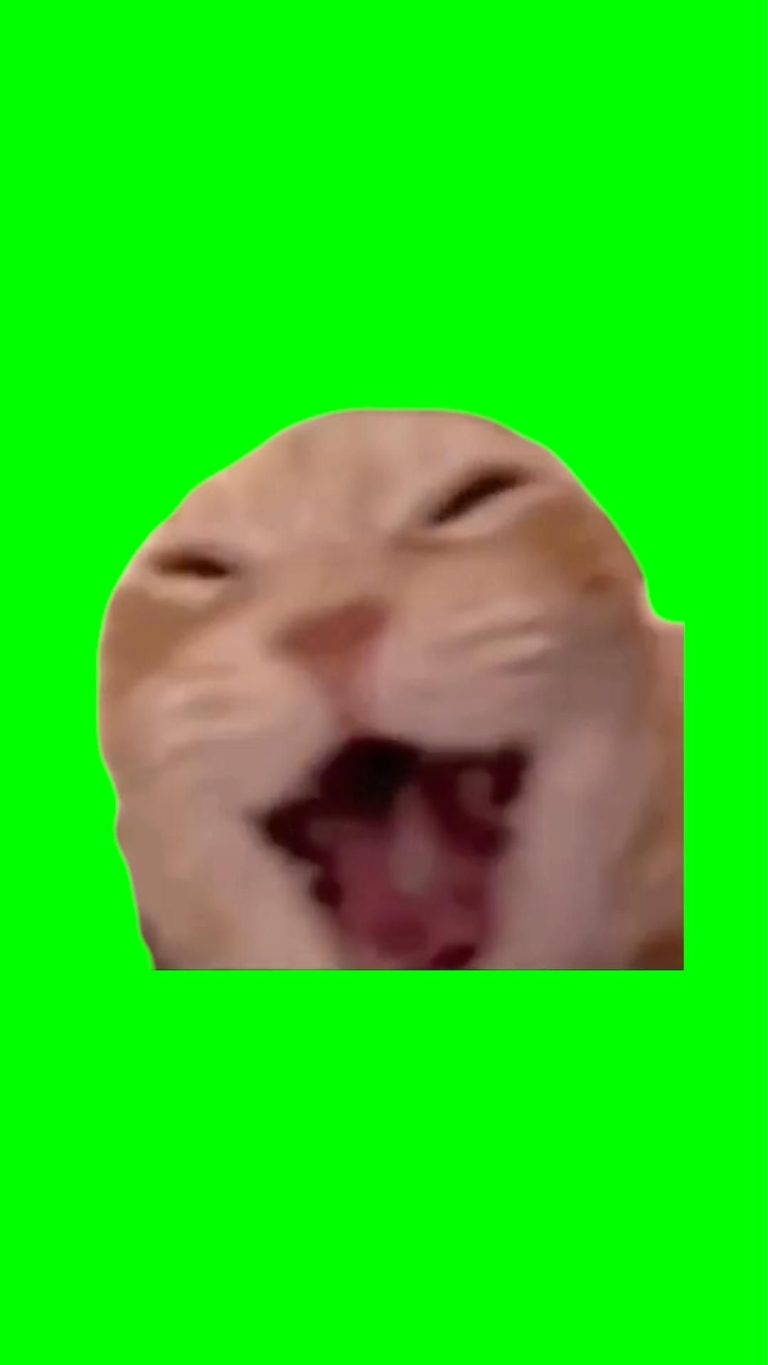 Green Screen Laughing Cat Meme Green Screen Laughing Cat Meme